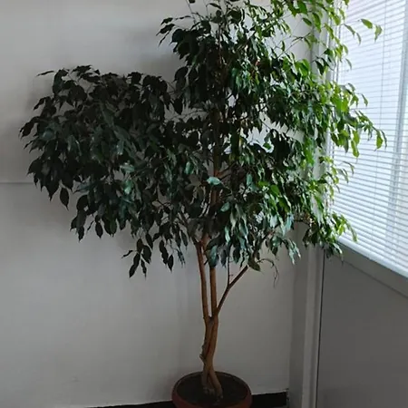 студио странджа - граматиково